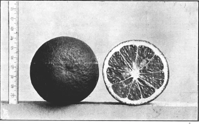 Figura 4 — Laranja lima 