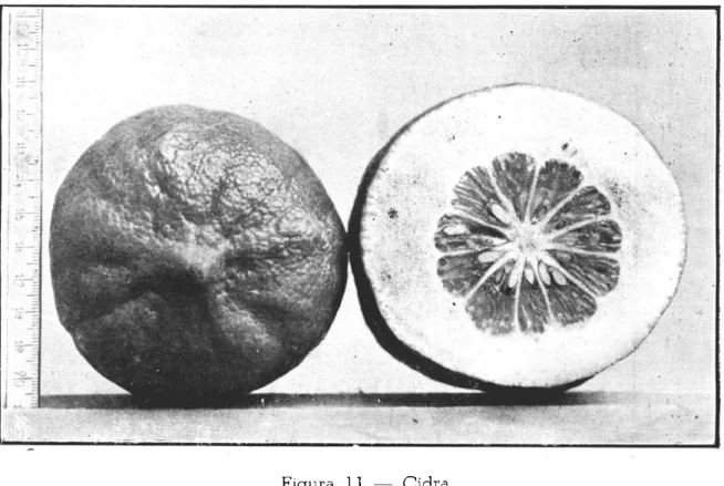 Figura 12 — Trifoliata 