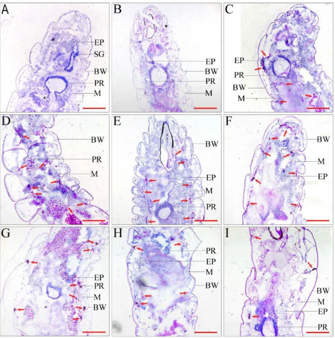 Figure 2 Histopathological identification of C. albicans in housefly larvae (PAS stain, ×40)