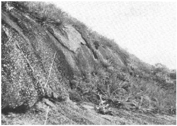 Fig. 18 – Antigo cliff em gnais-granito-pórfiro, coberto pela vegetação, a 7,50 m acima da marca da preamar