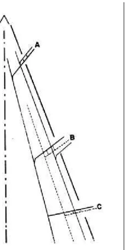 Figura 3- Diagrama indicando a integração vascular entre a folha (A), gema adventícia (B) e a raiz (C) no rizoma de