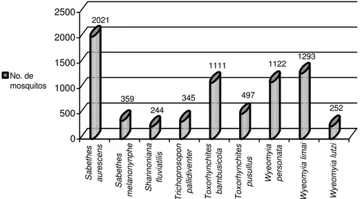 Figura 1. Espécies de mosquitos dendrícolas, em internódios verdes (N1), ocorrência acima de 100                 exemplares, soma da Serra do Mar e do Primeiro Planalto.