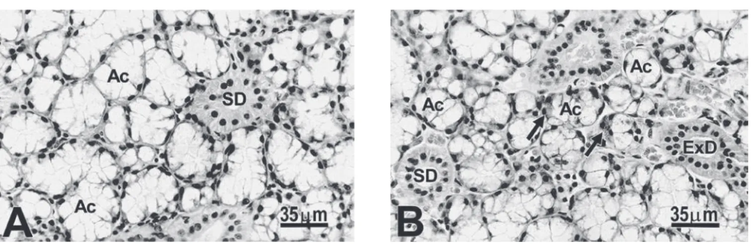 FIGURE 1 -  Sublingual gland of male (A) and female (B) rats, 120 days old. Observe that the diameter and cell volume  in the acini (Ac) and striated ducts (SD) are large in the male gland
