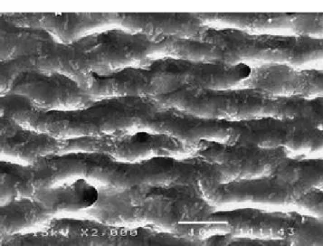 FIGURE  4 -  Representative  photomicrograph  of  the  score 1 attributed to the groups (2,000 X).