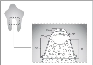 FIGURE 4 -  Linear and area variables evaluated in the his- his-tometric analysis. ER = empty region area, ST = soft tissue  area, BT = bone tissue area, FS = free surface, EP =  epi-thelial  migration,  CT = connective  tissue,  CE =  cemen-tum formation,