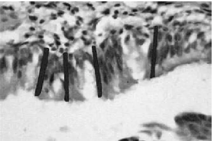 FIGURE 1 -   Measurement  pattern  of  tracheal  epitheli- epitheli-um thickness – control female rat (IMAGELAB -  Hema-toxylin - Eosin, 40 X).