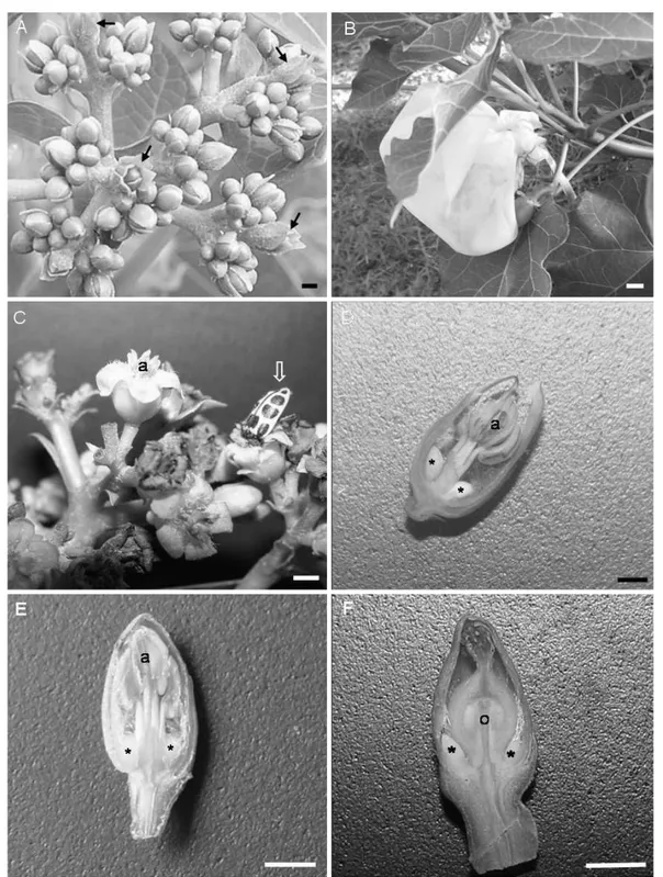 Figura 1 – Fotos ilustrativas do experimento e da morfologia floral de Jatropha curcas L