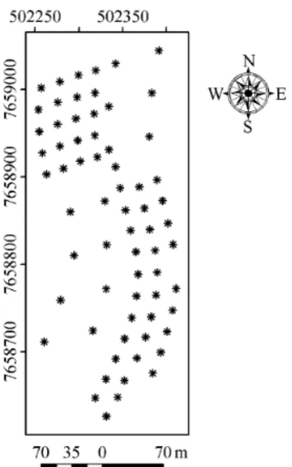 Figura 1 – Representação da malha amostral georreferenciada na área experimental em 2005, 2006 e 2007.