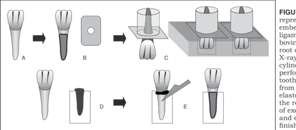 FIGURE 1 -  Schematic  representation of root  embedment and periodontal  ligament simulation: (A)  bovine incisor tooth; (B) tooth  root covered with wax and  X-ray ﬁ lm; (C) ﬁ lm and plastic  cylinder positioned over a  perforated wood plate; (D)  tooth 