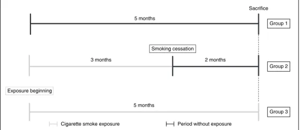 FIGURE 1 -   Schematic  illustration  of  the   ex-perimental design.Sacrifice5 monthsGroup 15 monthsGroup 33 months2 monthsGroup 2