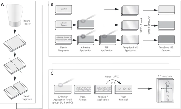 Figure 1 - Schematic representation of specimen preparation.