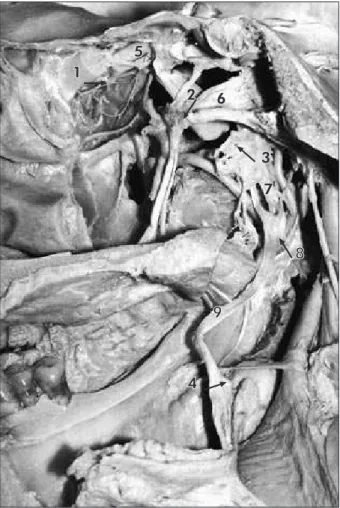 Figure 1 - Medial view of a human head (sagittal section). 