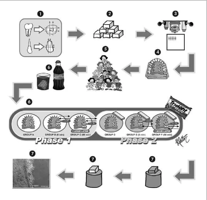 Figure 1 - (1) Human and bovine tooth sections, (2) human and bovine enamel blocks, (3) Knoop microhardness to select the  blocks, (4) Two slabs were randomly assigned to each site of the device, (5) Volunteer selection, (6) Intraoral phase, (7) Scanning  