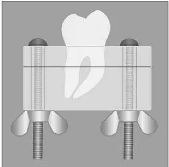 Figure 1 - Setup of the Muffle Model System (tooth-block  model). The blocks were sectioned by a precision cutting  ap-paratus using a 0.33 mm thick diamond disk to reduce the  loss of dental tissue.