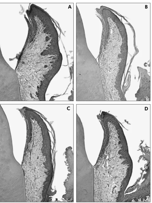 Figure 1 - Buccolingual sections  of the buccal region of the first  mandibular molar from the control  groups after the 40- and 60-day  periods (1A and 1C, respectively)  and test groups, treated with  100 mg/kg of diltiazem, after  the same periods (1B a