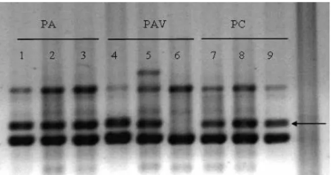 Figura 1 – Eletroforese em gel de agarose de fragmentos de DNA de bananeiras ‘Prata Anã’ (canaletas 1 a 3), ‘Prata Anã’  variantes  somaclonais  (canaletas  4  a  6)  e  ‘Prata’ (canaletas  7  a  9),  amplificados  com  o  uso  do oligonucleotídeo  OPW-08