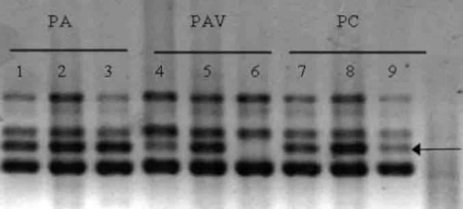 Figura 3 – Eletroforese em gel de agarose de fragmentos de DNA de bananeiras ‘Prata Anã’ (canaletas 1 a 4), ‘Prata Anã’  variantes  somaclonais  (canaletas  5  a  7)  e  ‘Prata’ (canaletas 8 a 11), amplificados com o uso do par de primers Ma 1/17.