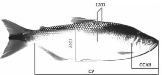 Figura  1  – Avaliação  morfométrica  da  piracanjuba.  CP (comprimento padrão), CCAB (comprimento da cabeça), LND (largura) e AND (altura) tomadas na nadadeira dorsal
