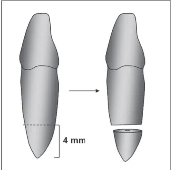 Figure 1 - Diagram showing sectioning of the root at 4 mm  from the apex.