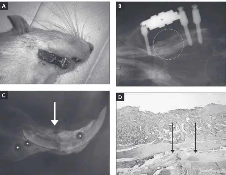 Figure 6d is a microphotograph of a histological  section of an animal subjected to the osteotomy and  distraction protocol; it shows the proper orientation 