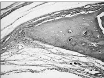 Figure  8  - Microscopic appearance of a sample from an  animal from group DBBMSIM-1 that was sacrificed on  post-operative  day  30