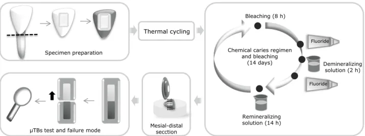 Table 2 - Enamel bond strength after treatment with various  adhesives and bleaching agents.
