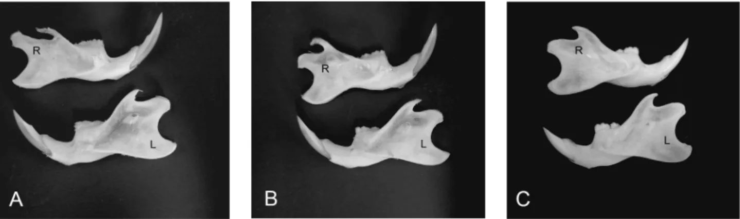 Figure 3 - Macerated hemimandibles. A = detachment group and B = coronoidotomy group, showing atrophic mandibular  rami on the right (R) side; C = sham-operated group, with similar R and left (L) sides.