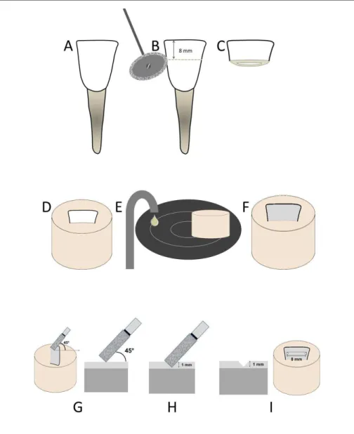 Figure 1 - Sample preparation: 