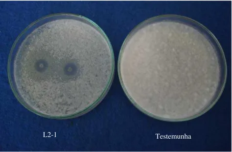 Figura 1 Efeito do isolado L2-1 (Bacillus cereus) sobre o crescimento in vitro de Verticillium dahliae.