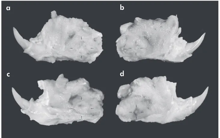 Figure 1 - Specimens on the 90 th  postoperative day. (a) left side SHR. (b) right side SHR