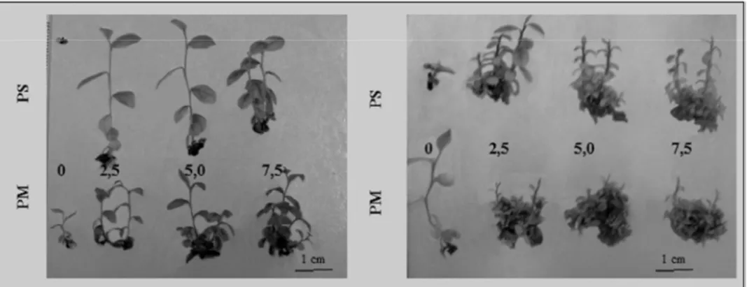 Figura 5 Plantas micropropagadas de mirtilo (Vaccinium ashei Reade) cv. Climax, aos 60 dias de multiplicação in vitro, em função do tipo de citocinina (Zeatina e 2iP), nas concentrações 0; 2,5; 5,0 e 7,5 mg.L -1 , e tipo de planta (Planta Micropropagada = 