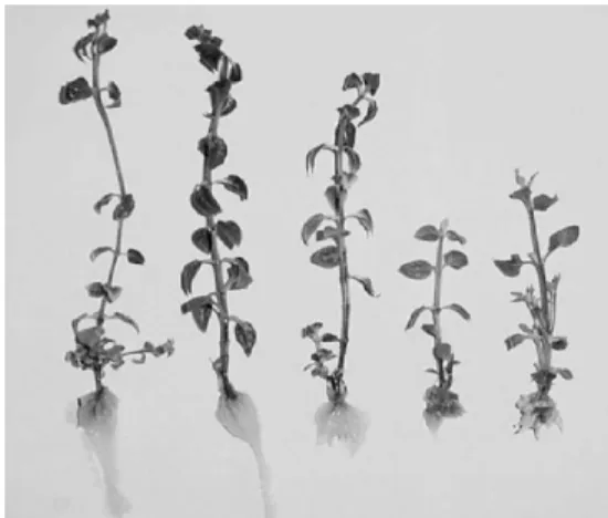 Figura 1   Representação visual do desenvolvimento de plantas de Pfaffia glomerata com base na eficiência dos tratamentos.