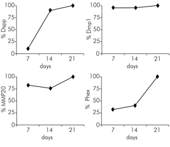 Figure 4. The fold increase in the expression levels of the (+)  group compared to the (-) group for Dspp, Dmp1, MMP20   and Phex at the 7 th , 14 th  and 21 th  culture days (The relative  percentages of expression were shown in relation to the highest  v