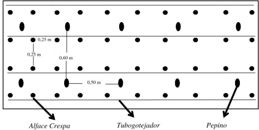 Figura 1   Representação gráfica de uma unidade experimental e disposição das culturas em consórcio, pepino (fileira dupla - 1,20 x 0,60 x 0,50 m) e alface crespa (0,25 x 0,25 m), Jaboticabal-SP, 2005.