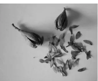 Figura 1 – Frutos e sementes de cedro (Cedrela fissillis). UFLA, Lavras, MG, 2006.