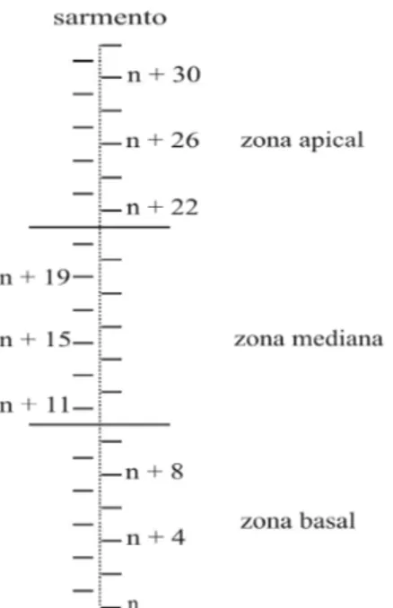 Figura 2 – Esquema representativo para medição da soma das nervuras laterais (L2) por amostragem das folhas de videira