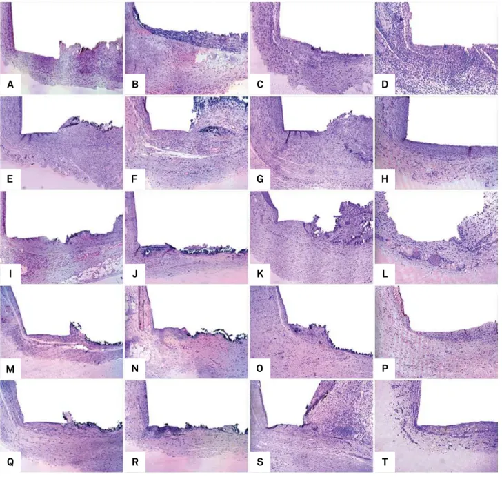 Figure 2. Histological analysis of experimental groups on postoperative days 7, 15, 30, 60 and 90 (HE, 100x).