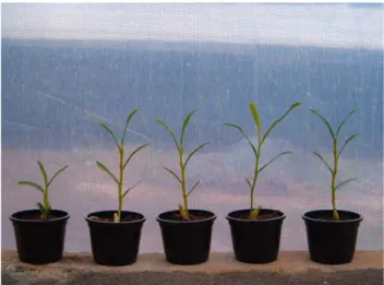 FIGURA 1   Desenvolvimento de plantas de Dendrobium nobile tratadas com ácido giberélico nas concentrações  0