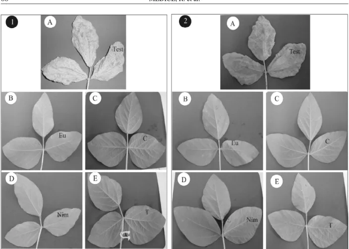 FIGURA 2    Trifólios de plantas de soja da cultivar MG/BR 46 (Conquista) (1) e Suprema (2) infectadas com Phakopsora