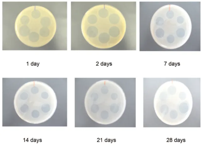 FIGURE 6 - Zone diameters for the azithromycin under UV light (284 nm) exposition.