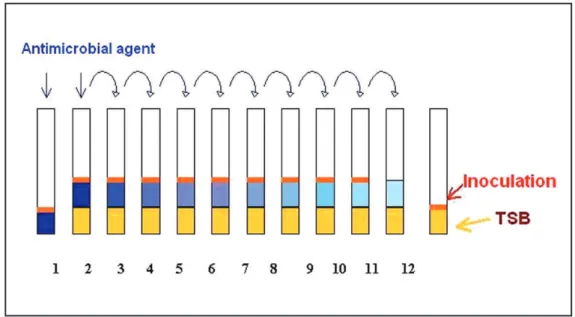 FIGURE 1 – Illustrative scheme of successive dilutions method.