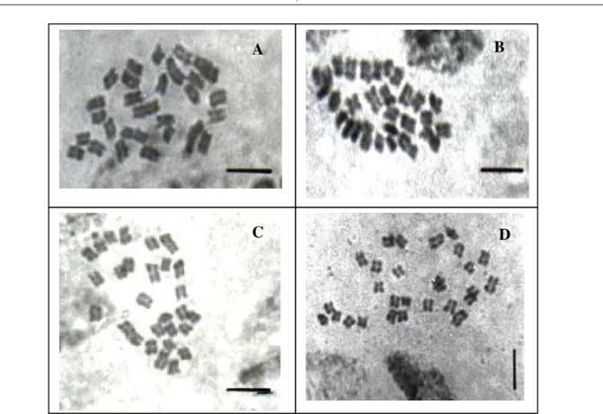FIGURA 1 -  Metáfases mitóticas. A. BAG 27; B. BAG 45; C. BAG 46 e D. BAG  103 (P. purpureum 2n=28 cromossomos)
