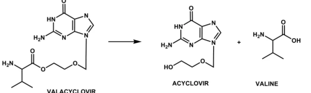 FIGURE 15  - The bioactivation pathway of fancyclovir.