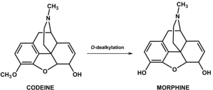 FIGURE 2  - Biotransformation of codeine, with the consequent  release of morphine in vivo.