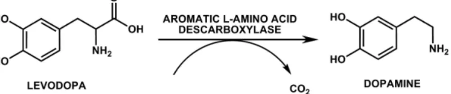 FIGURE 10  - Metabolic pathway for dopamine formation.