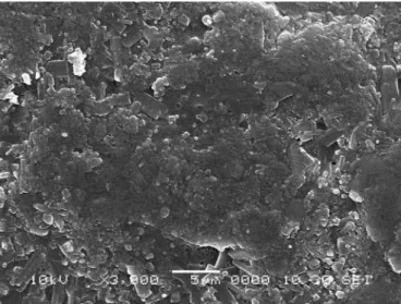 FIGURE 9  - Scanning electron microscopy of sustained release  pellets after compression (X85).