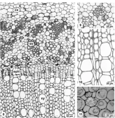FIGURE 14 - Schema of the stem bark of R. sellowii. Abbreviations: 