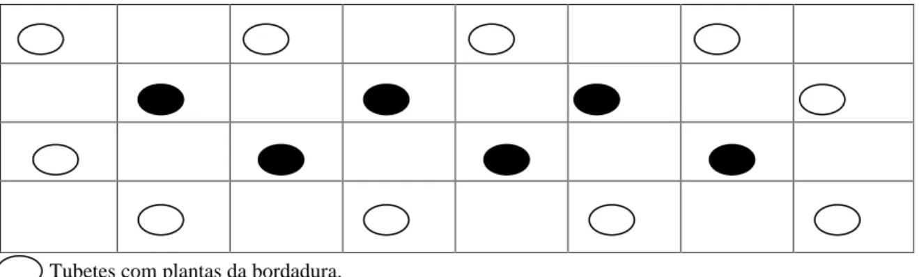 FIGURA 1  Disposição das plantas na parcela útil dentro da bandeja de tubetes.