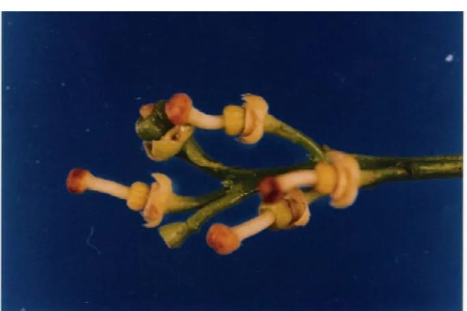 FIGURA 1 Ramo floral com botão e ovário em desenvolvimento, sem pétalas de tangor Murcote (Citrus