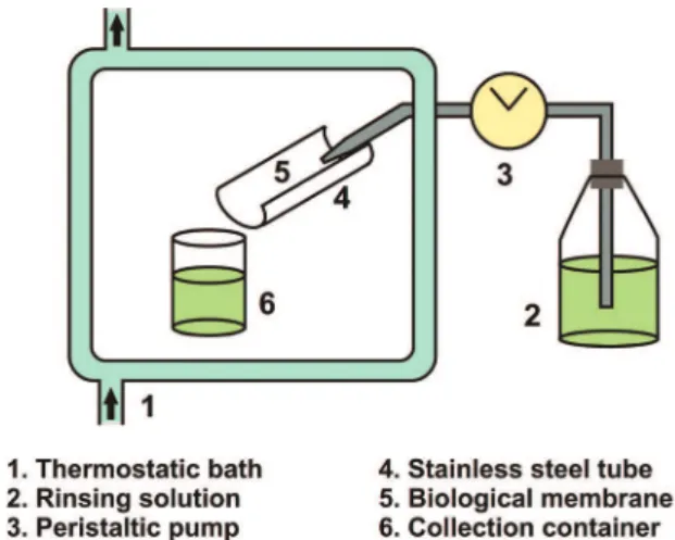 FIGURE 14  – Schematic representation of in vitro model used  by Nielsen, Schubert and Hansen (1998), adapted from Rango  Rao and Buri (1989).